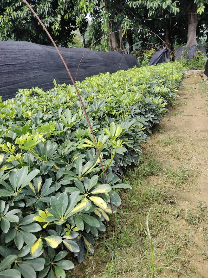 福建漳州场地直销普通青叶鸭脚木鹅掌柴货源充足