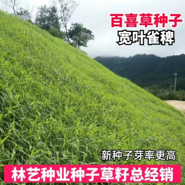 进口百喜草种籽畜禽牛羊鱼兔牧草绿化草坪护坡