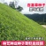 进口百喜草种籽畜禽牛羊鱼兔牧草绿化草坪护坡