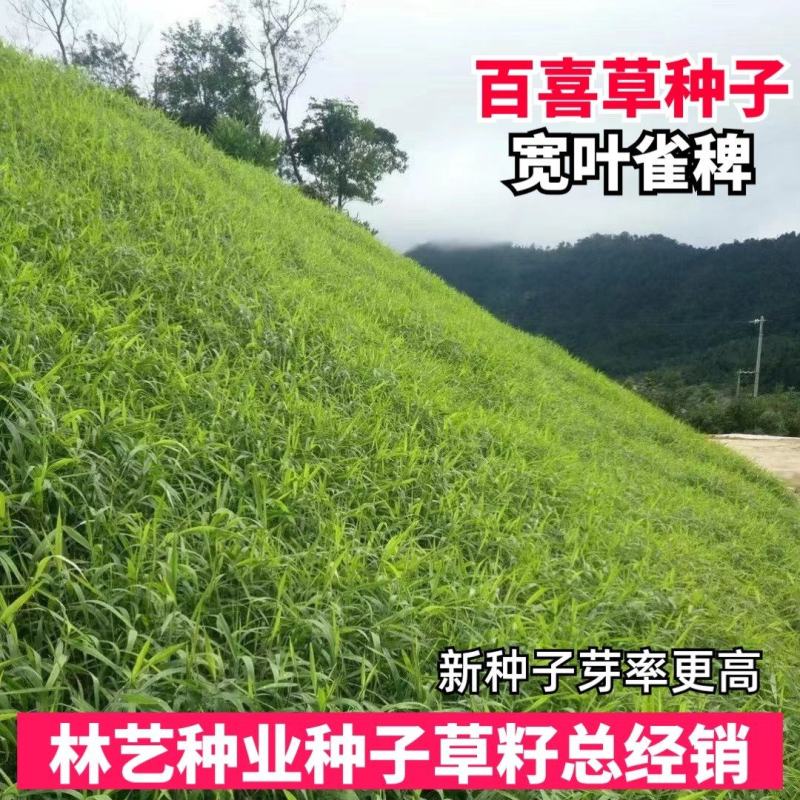 进口百喜草种籽畜禽牛羊鱼兔牧草绿化草坪护坡