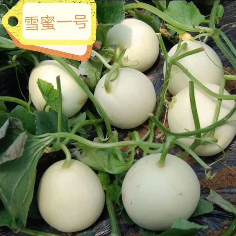 金蜜06甜瓜种子早熟薄皮杂文绿皮绿肉抗病含糖20度口感酥