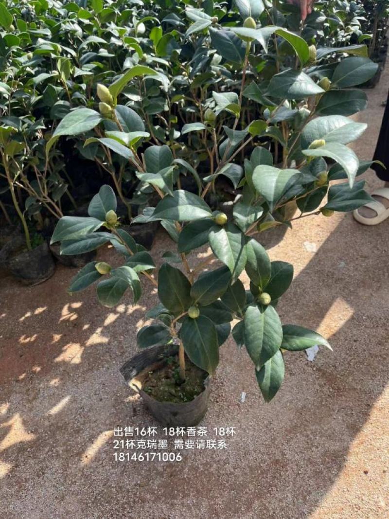 克瑞墨大牡丹茶花福建省龙岩市漳平永福镇基地原盆原土发货