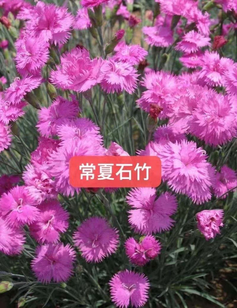 五彩石竹花种籽欧石竹初吻花种四季耐寒盆栽草坪美国常夏石竹