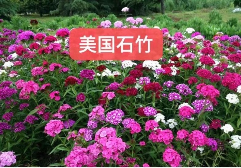 五彩石竹花种籽欧石竹初吻花种四季耐寒盆栽草坪美国常夏石竹