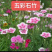 五彩石竹花种籽欧石竹初吻花种四季耐寒盆栽草坪美国常夏石竹