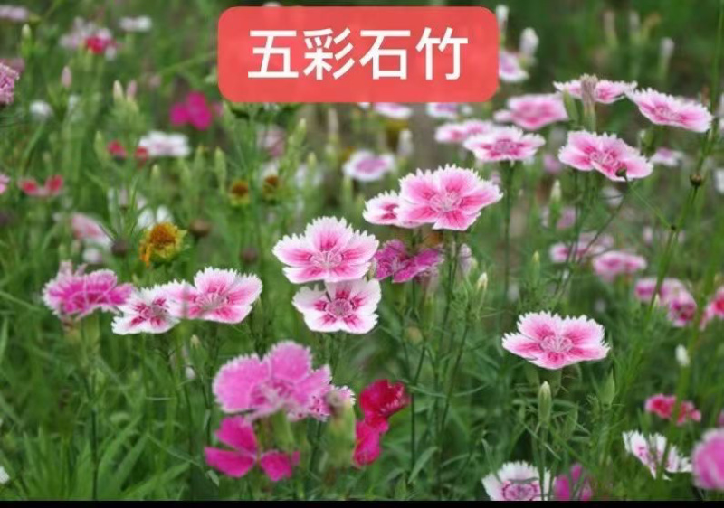 五彩石竹花种籽欧石竹初吻花种四季耐寒盆栽草坪美国常夏石竹