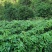 粉防己种子精选干籽自产自销成活率高价格美丽欢迎来电选购