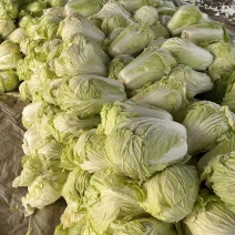 山东聊城万亩蔬菜基地白菜101大量上市中
