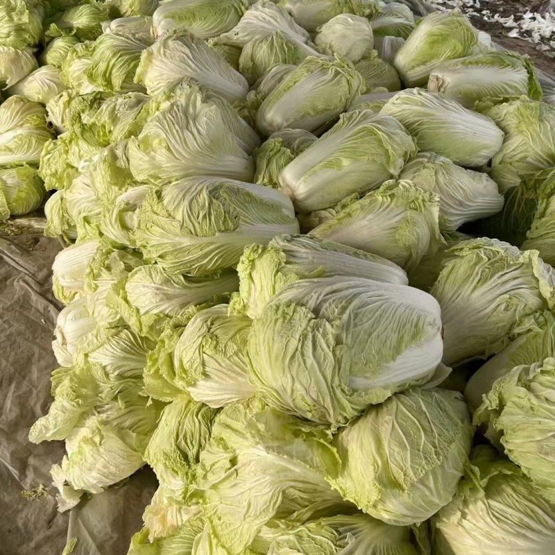 山东聊城万亩蔬菜基地白菜101大量上市中