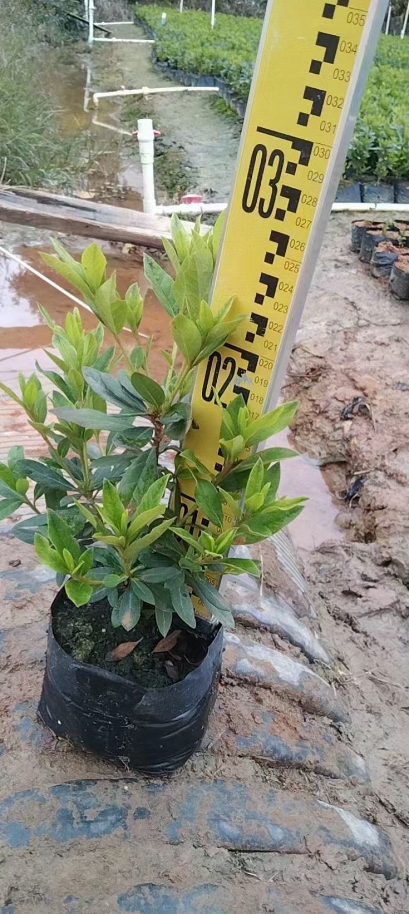 毛杜鹃福建漳州毛杜鹃货源直销量大从优