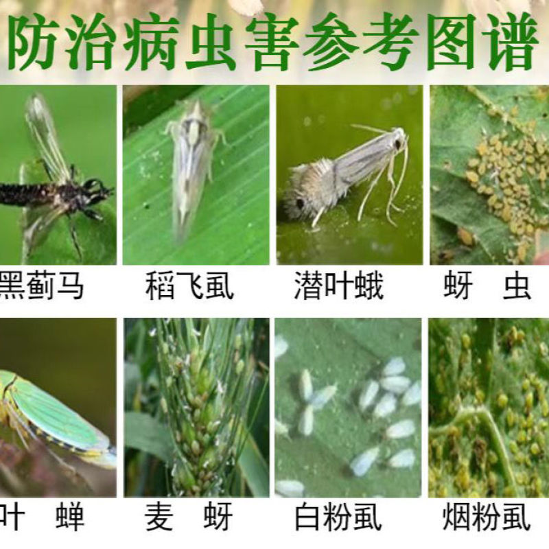 30%噻虫嗪防治参考稻飞虱蚜虫蓟马木虱绿盲蝽地蛆用杀虫剂