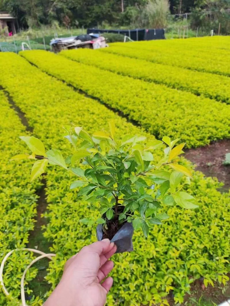 黄金叶黄素梅福建漳州场地直销货源充足