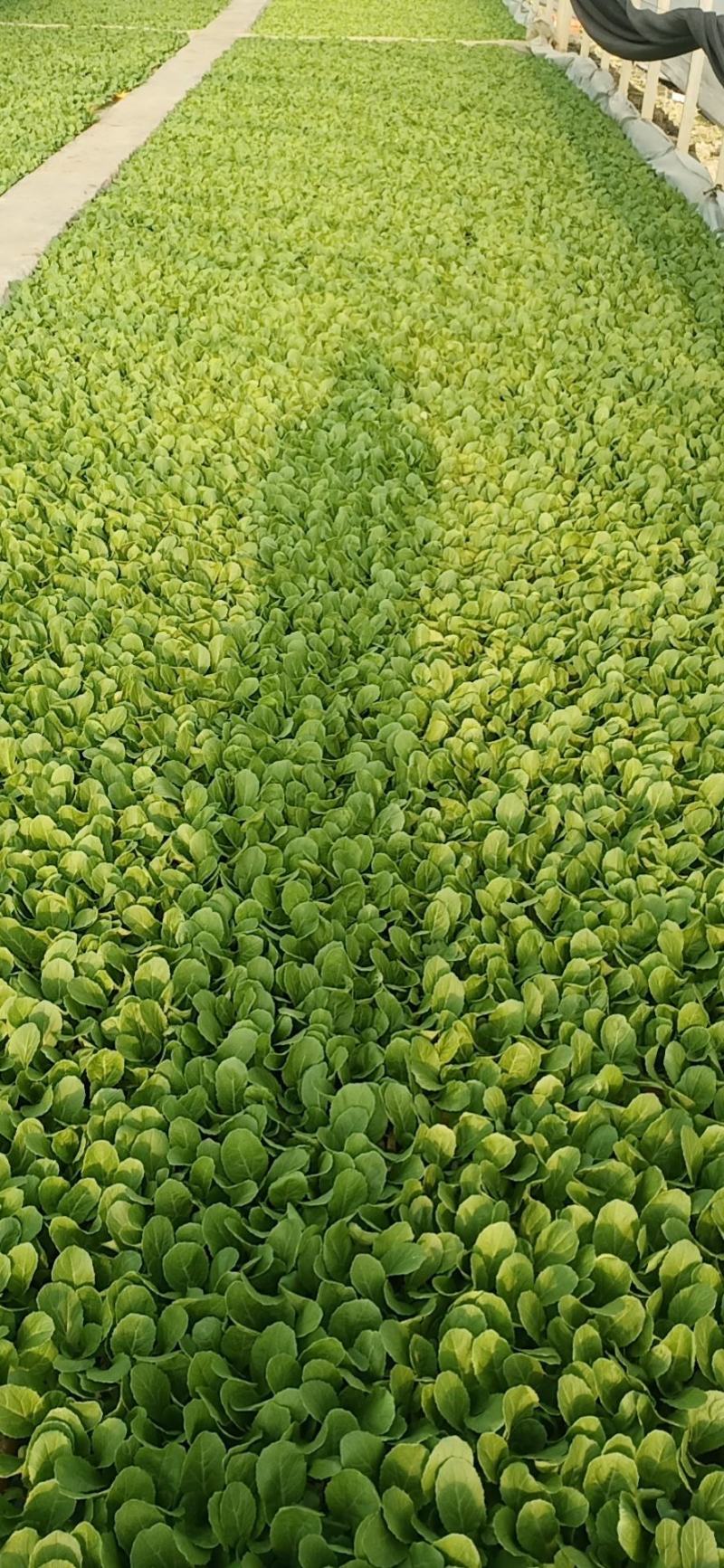 鸿阳50大白菜秧苗质量保证量大价优欢迎咨询下单