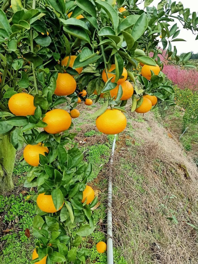 桔柚