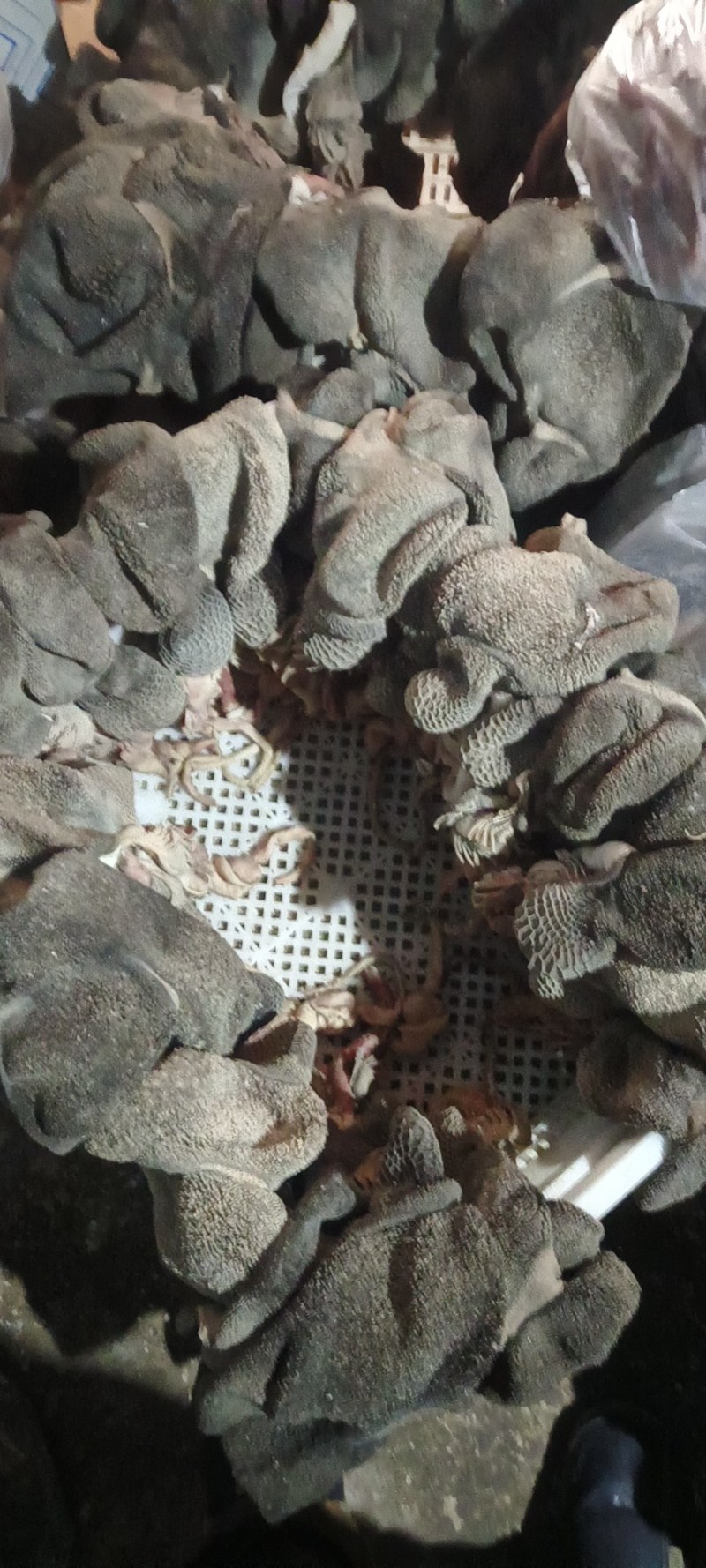 【羊肚】育肥羊熟黑毛肚；羊肚毛肚一手货源