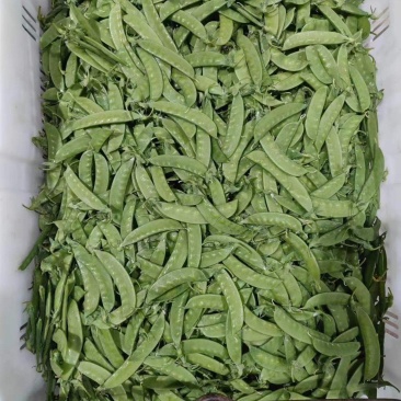 广西蔬碗豆，夹豆，荷兰豆，基地货直发，大量出货，欢迎下单