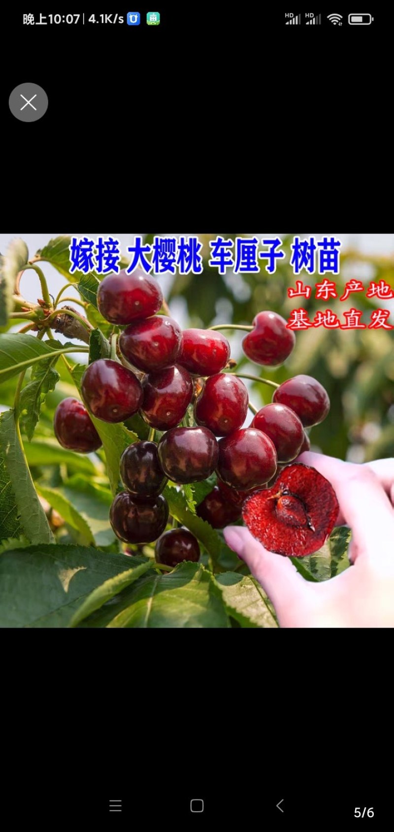 包邮樱桃树苗盆栽地栽，树苗质量好，价格实在量大从优