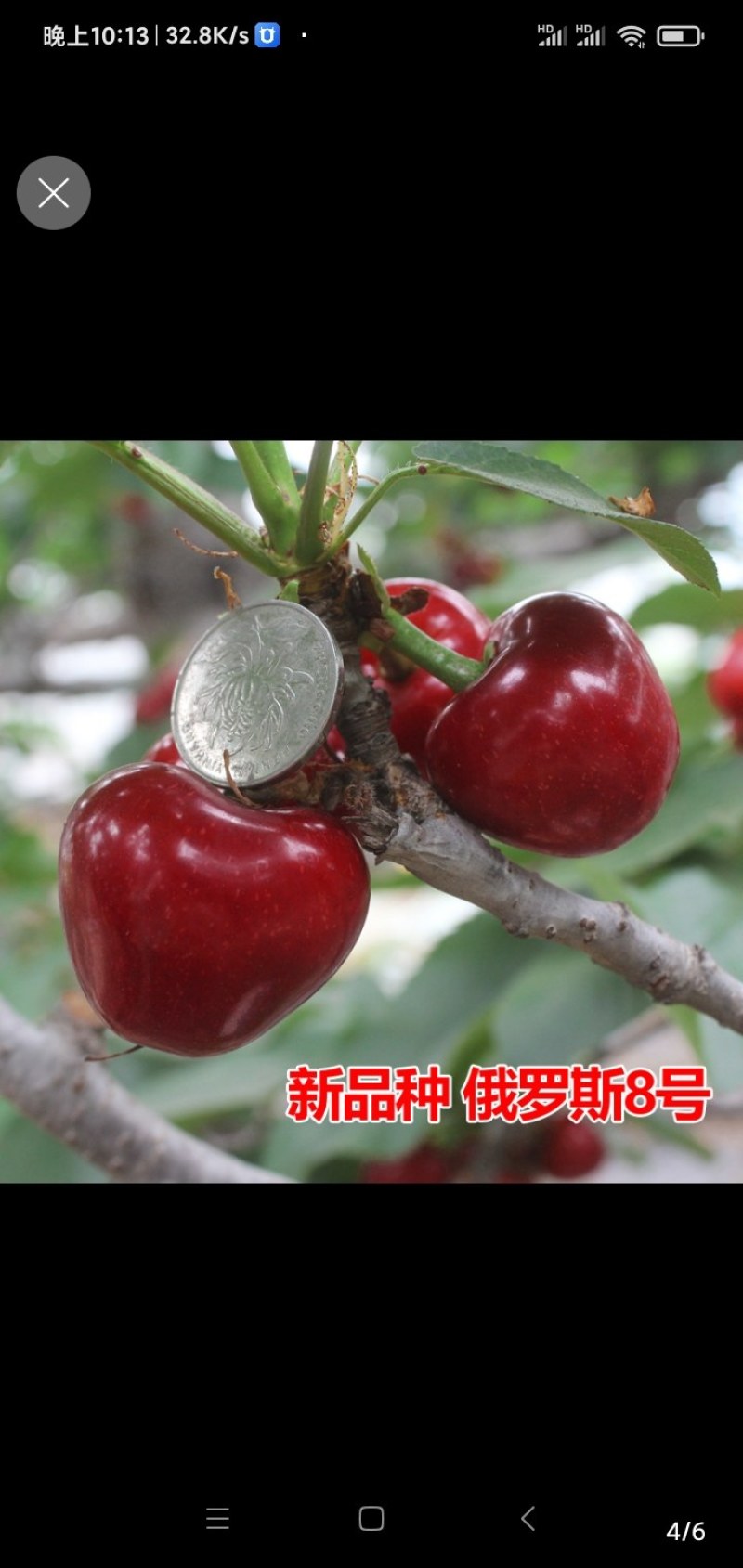 包邮樱桃树苗盆栽地栽，树苗质量好，价格实在量大从优