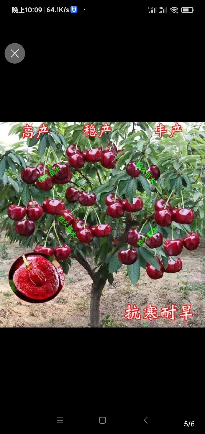 包邮樱桃树苗盆栽地栽，树苗质量好，价格实在量大从优