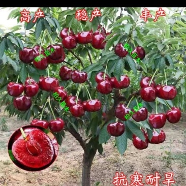 包邮樱桃树苗盆栽地栽,树苗质量好,价格实在量大从优