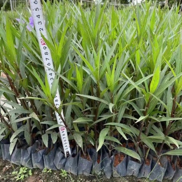紫花翠芦莉粉花翠芦莉福建漳州翠芦莉基地直销量大从优