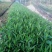 紫花翠芦莉粉花翠芦莉福建漳州翠芦莉基地直销量大从优