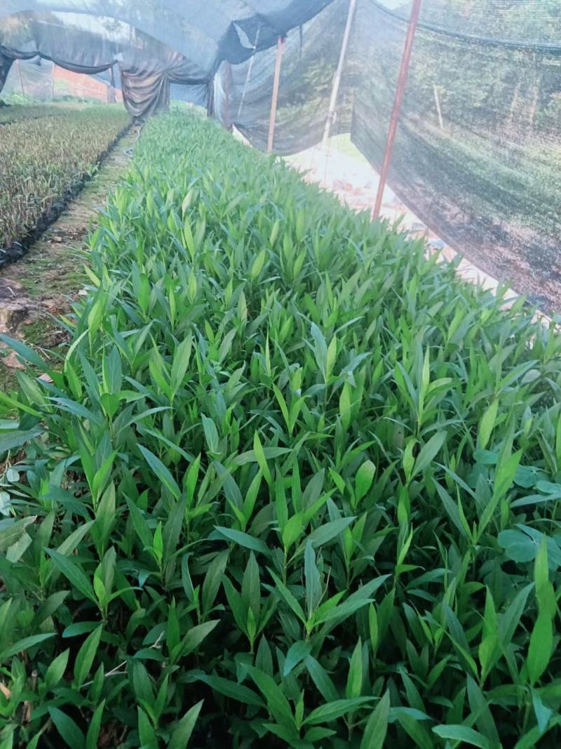 紫花翠芦莉粉花翠芦莉福建漳州翠芦莉基地直销量大从优