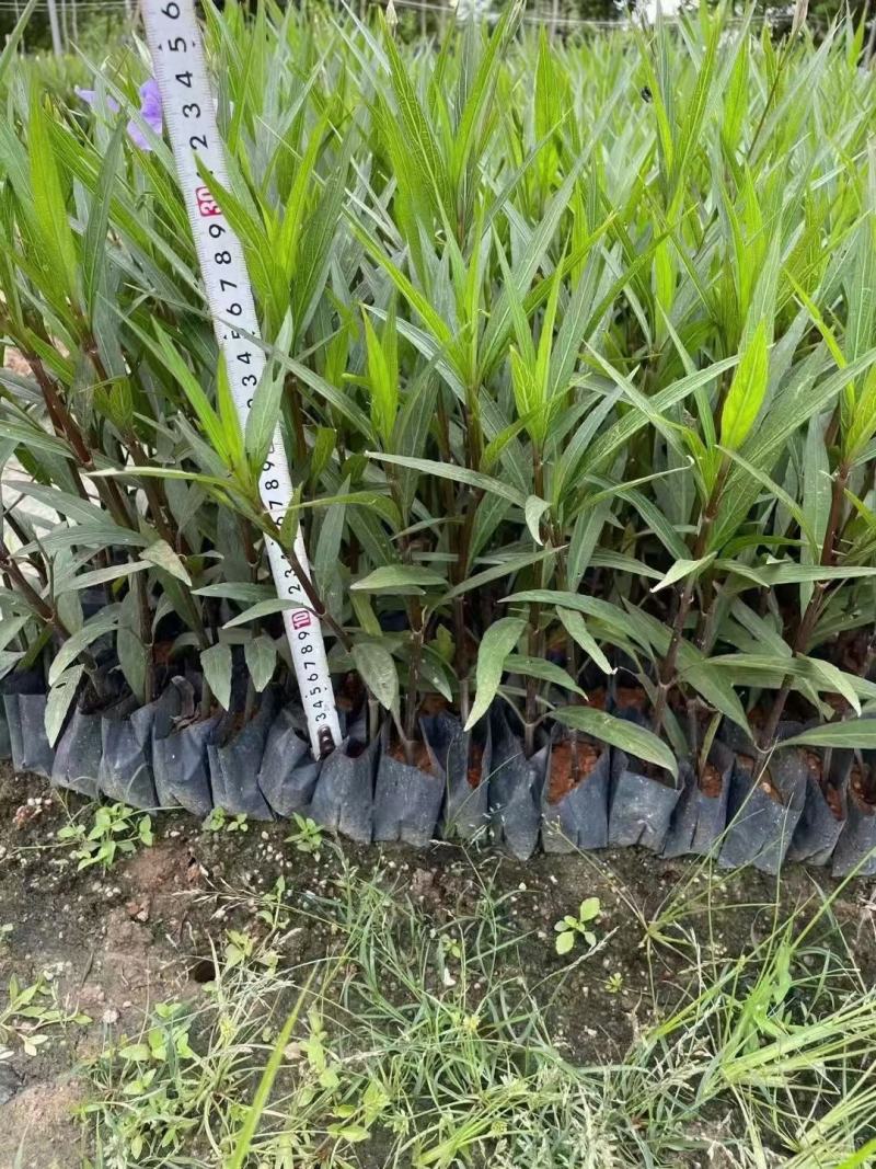 紫花翠芦莉粉花翠芦莉福建漳州翠芦莉基地直销量大从优
