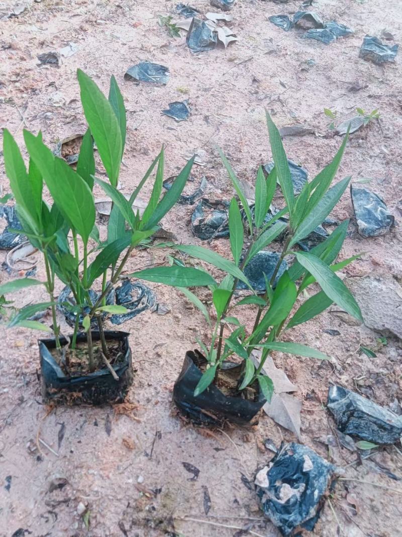紫花翠芦莉粉花翠芦莉福建漳州翠芦莉基地直销量大从优