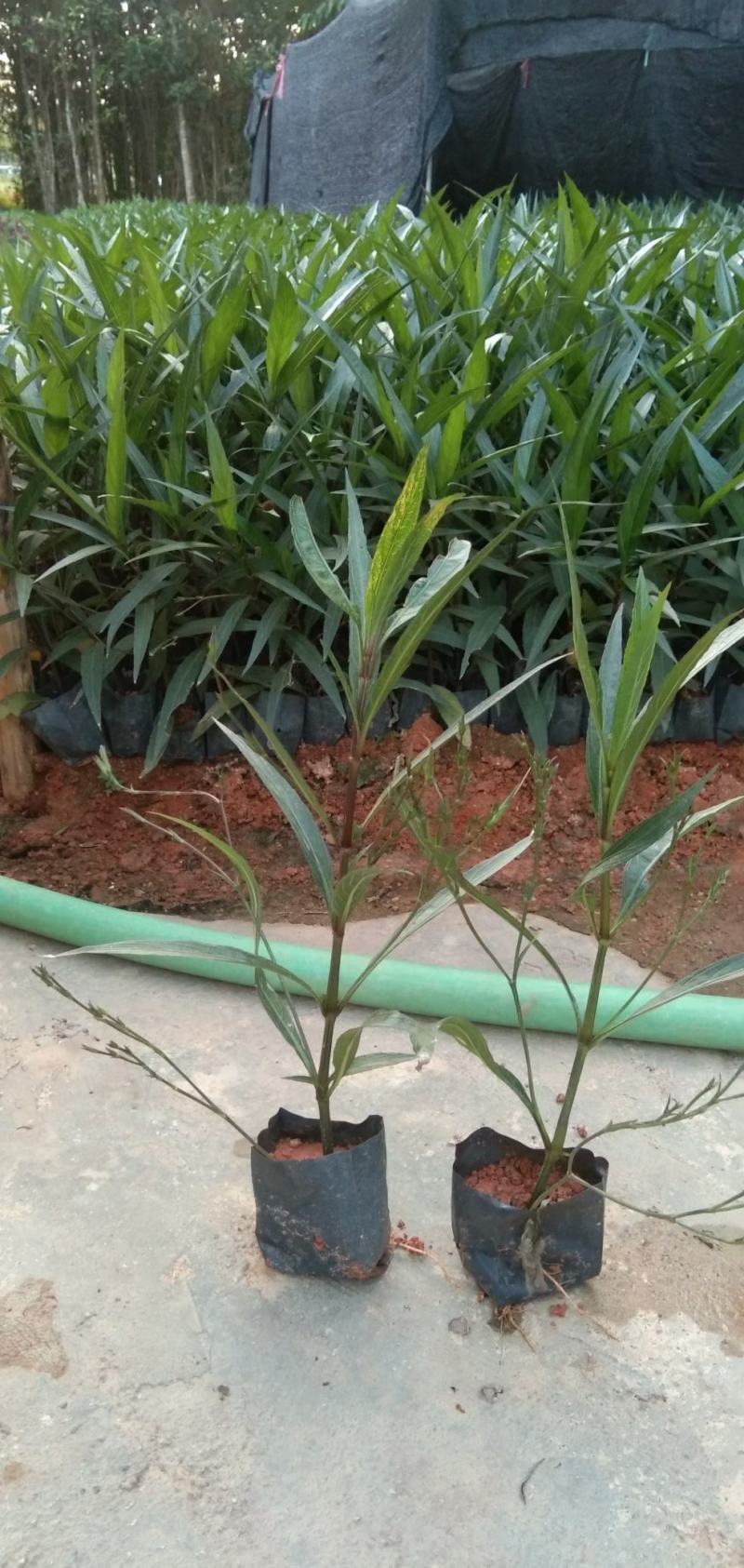 紫花翠芦莉粉花翠芦莉福建漳州翠芦莉基地直销量大从优