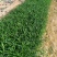 紫花翠芦莉粉花翠芦莉福建漳州翠芦莉基地直销量大从优