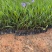 紫花翠芦莉粉花翠芦莉福建漳州翠芦莉基地直销量大从优