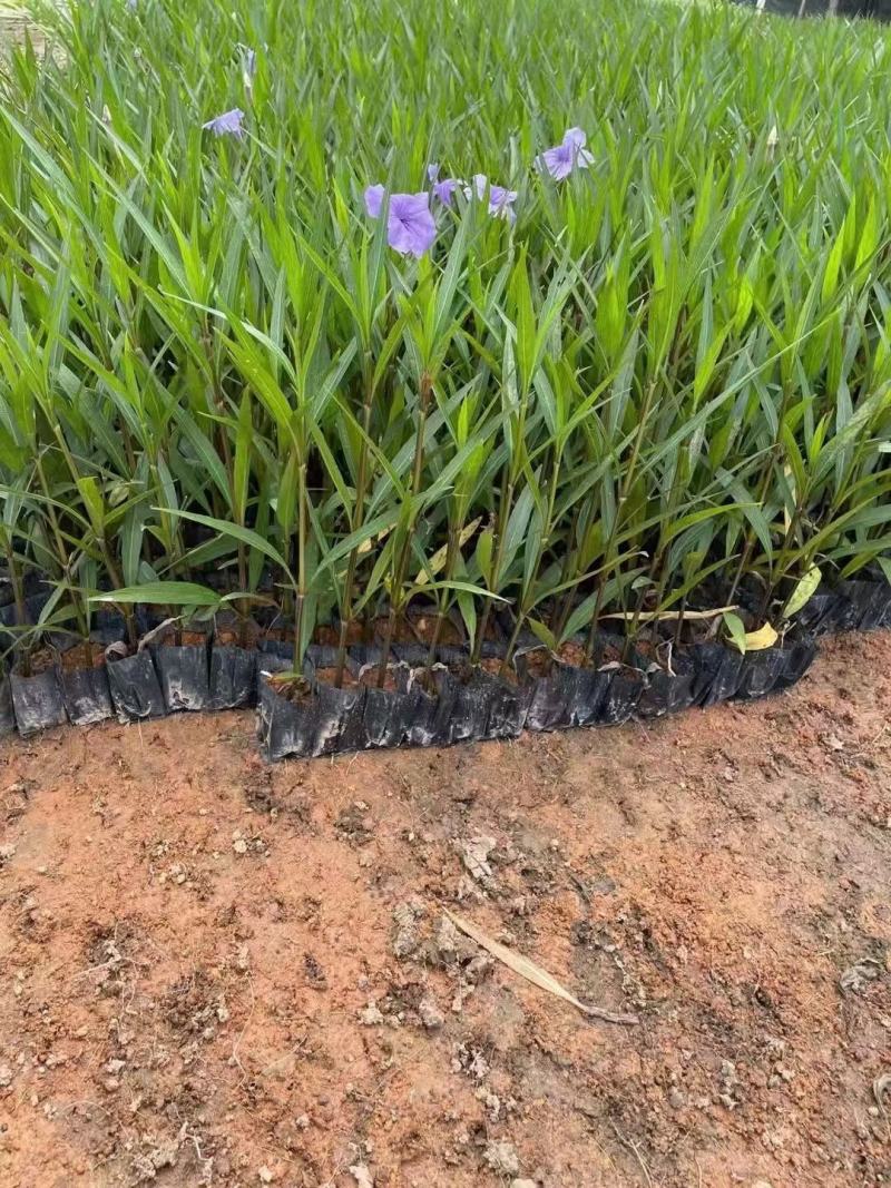 紫花翠芦莉粉花翠芦莉福建漳州翠芦莉基地直销量大从优