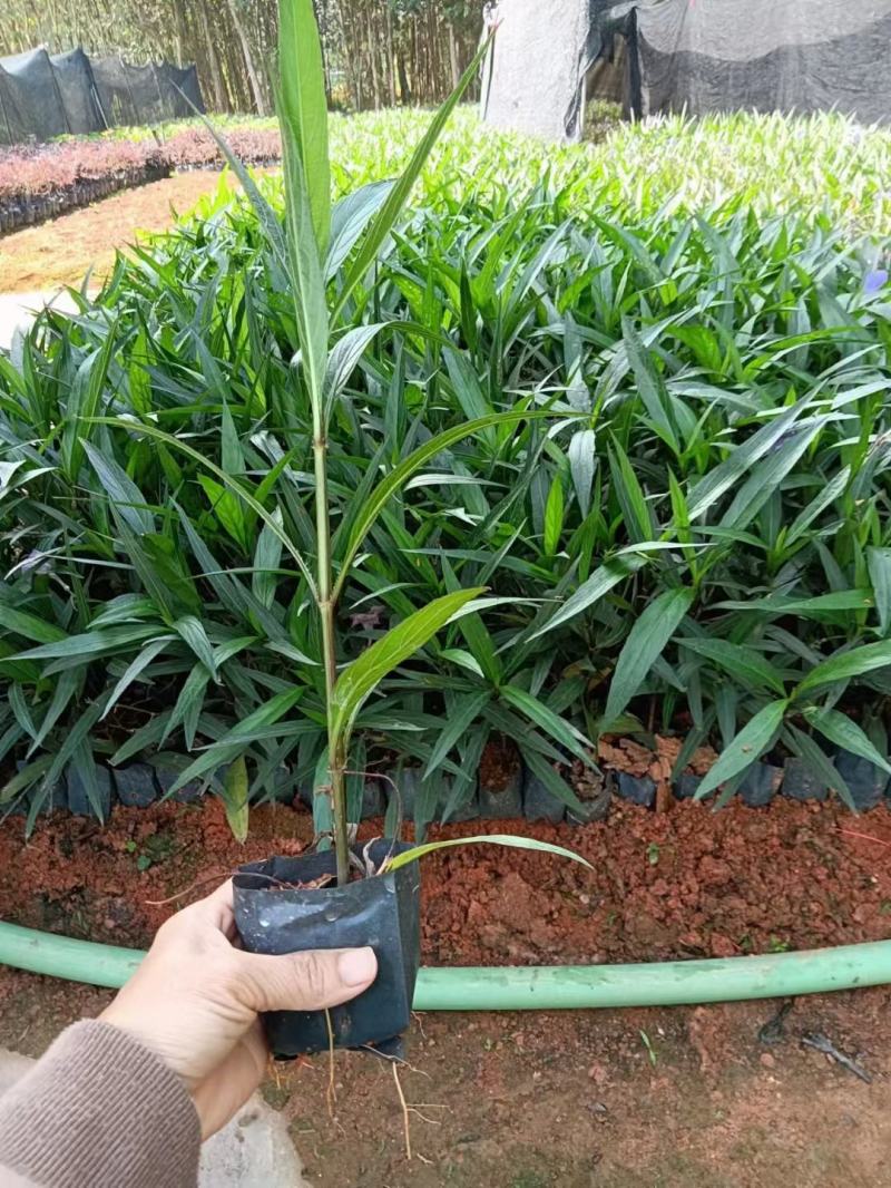 紫花翠芦莉粉花翠芦莉福建漳州翠芦莉基地直销量大从优