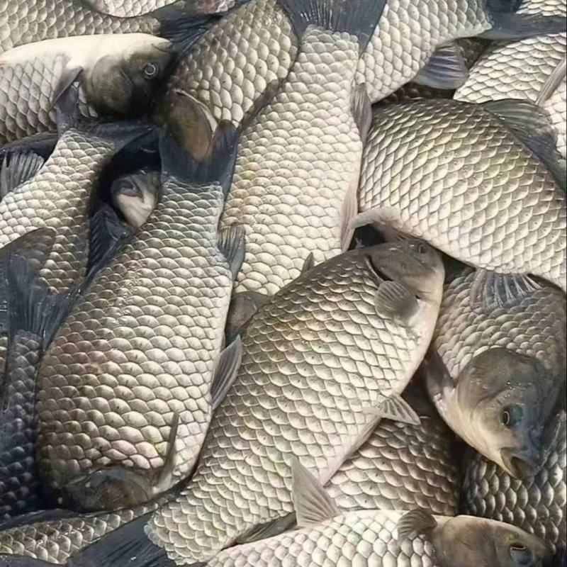 中科5号鲫鱼苗