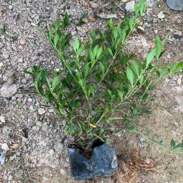 小叶栀子花福建漳州小叶栀子花场地直销货源充足
