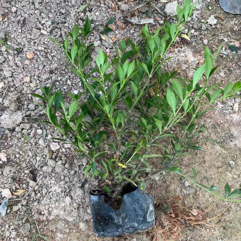 小叶栀子花福建漳州小叶栀子花场地直销货源充足