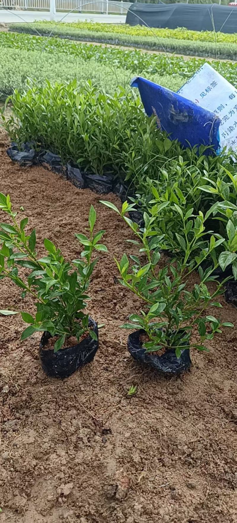 小叶栀子花福建漳州小叶栀子花场地直销货源充足