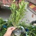 小叶栀子花福建漳州小叶栀子花场地直销货源充足
