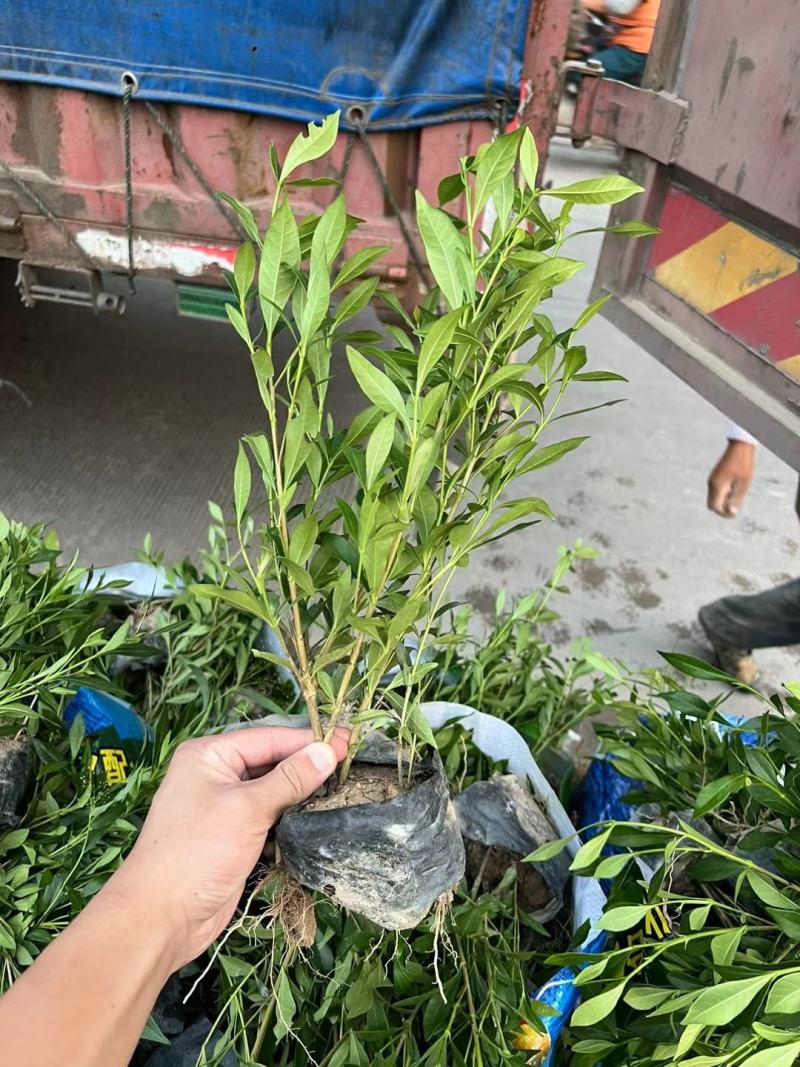 小叶栀子花福建漳州小叶栀子花场地直销货源充足