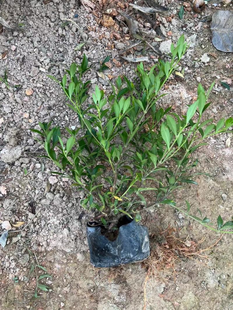 小叶栀子花福建漳州小叶栀子花场地直销货源充足
