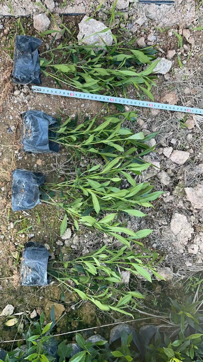 小叶栀子花福建漳州小叶栀子花场地直销货源充足