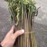 蕨菜每年都有几十万卖有老板要联系我长期合作