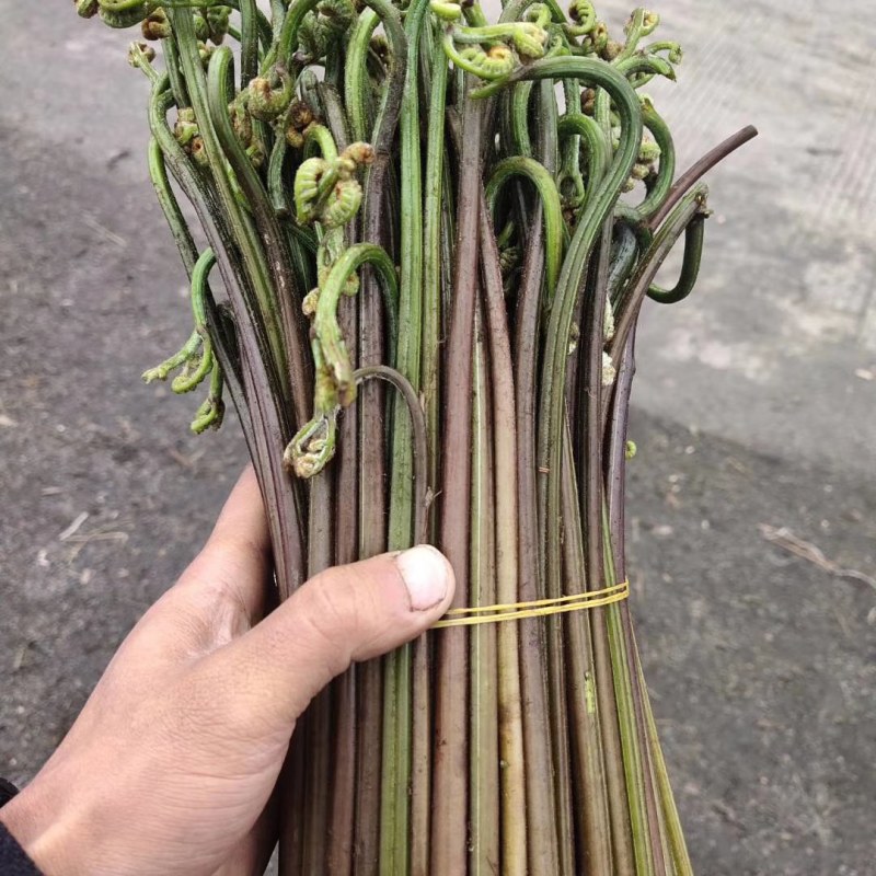 蕨菜每年都有几十万卖有老板要联系我长期合作