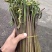 蕨菜每年都有几十万卖有老板要联系我长期合作