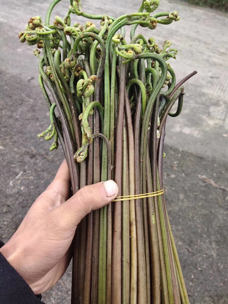 蕨菜每年都有几十万卖有老板要联系我长期合作