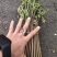 蕨菜每年都有几十万卖有老板要联系我长期合作