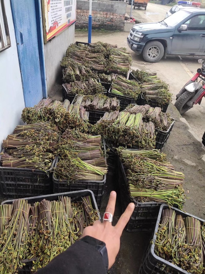 蕨菜每年都有几十万卖有老板要联系我长期合作