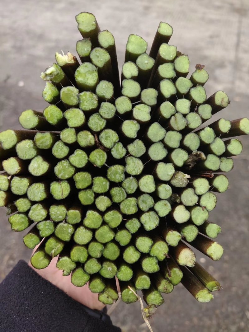 蕨菜每年都有几十万卖有老板要联系我长期合作