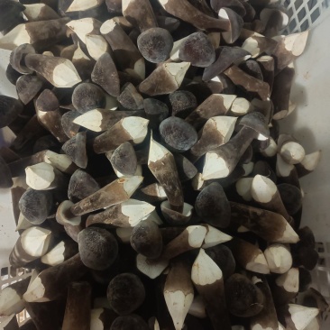 湖南江华黑皮鸡枞菌基地直发，常年供应鲜品，全国包邮